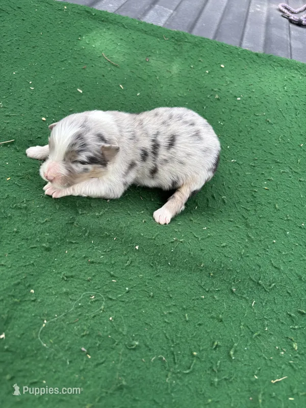 Lilly – Australian Shepherd puppy for sale in Hubbard, IA