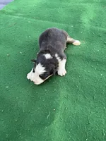 Buster, a male Australian Shepherd for sale in Hubbard, IA – 3 of 3