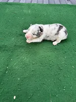 Sissy, a female Australian Shepherd for sale in Hubbard, IA – 2 of 2