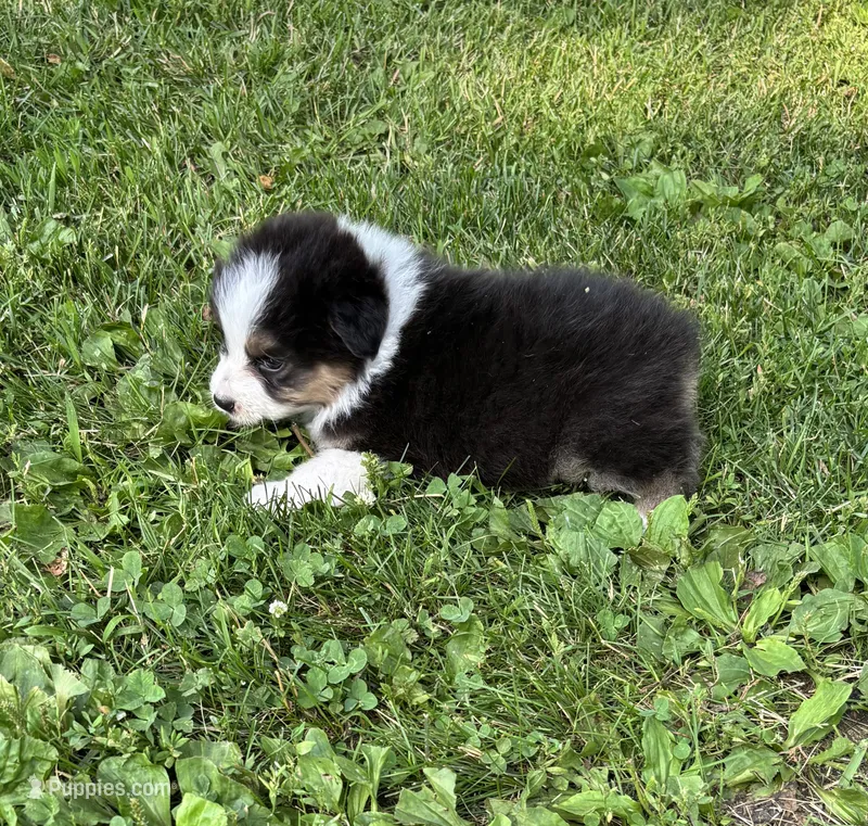 Rex – Australian Shepherd puppy for sale in Hubbard, IA