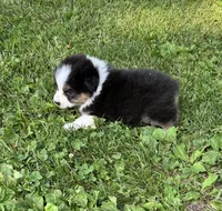 Rex, a male Australian Shepherd for sale in Hubbard, IA – 1 of 1