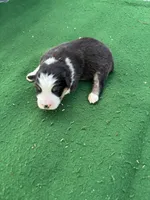 Buster, a male Australian Shepherd for sale in Hubbard, IA – 2 of 3