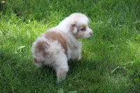Thomas, a male Australian Shepherd for sale in Hubbard, IA – Photo 1 of 5