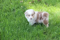Thomas, a male Australian Shepherd for sale in Hubbard, IA – Photo 4 of 5