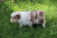 Thomas, a male Australian Shepherd for sale in Hubbard, IA – Photo 3 of 5