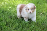 Thomas, a male Australian Shepherd for sale in Hubbard, IA – Photo 2 of 5
