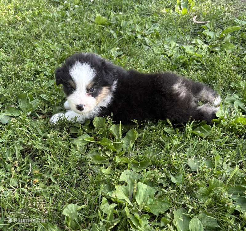 Buster – Australian Shepherd puppy for sale in Hubbard, IA