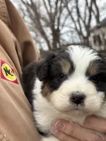 Penny, a female Australian Shepherd for sale in Hubbard, IA – Photo 8 of 10