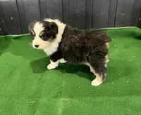 Penny, a female Australian Shepherd for sale in Hubbard, IA – Photo 4 of 10