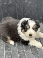 Penny, a female Australian Shepherd for sale in Hubbard, IA – Photo 2 of 10