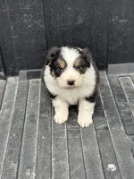 Penny, a female Australian Shepherd for sale in Hubbard, IA – Photo 3 of 10
