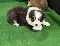 Penny, a female Australian Shepherd for sale in Hubbard, IA – Photo 10 of 10