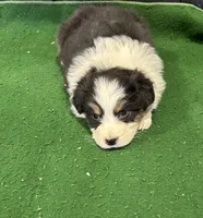 Penny, a female Australian Shepherd for sale in Hubbard, IA – Photo 1 of 10