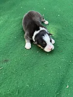 Rex, a male Australian Shepherd for sale in Hubbard, IA – 2 of 3