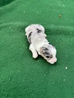 Blue, a male Australian Shepherd for sale in Hubbard, IA – 2 of 4
