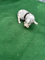 Lilly, a female Australian Shepherd for sale in Hubbard, IA – 3 of 3