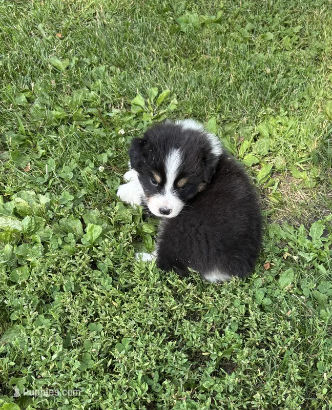 Teddy – Australian Shepherd puppy for sale in Hubbard, IA