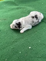 Blue, a male Australian Shepherd for sale in Hubbard, IA – 3 of 4