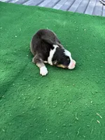 Rex, a male Australian Shepherd for sale in Hubbard, IA – 3 of 3