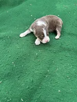 Ginger, a female Australian Shepherd for sale in Hubbard, IA – 2 of 3