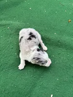 Blue, a male Australian Shepherd for sale in Hubbard, IA – 4 of 4
