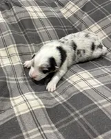 Sadie, a female Australian Shepherd for sale in Hubbard, IA – Photo 3 of 6