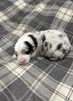 Sadie, a female Australian Shepherd for sale in Hubbard, IA – Photo 2 of 6