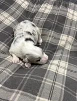 Sadie, a female Australian Shepherd for sale in Hubbard, IA – Photo 6 of 6