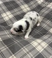 Sadie, a female Australian Shepherd for sale in Hubbard, IA – Photo 1 of 6
