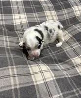 Sadie, a female Australian Shepherd for sale in Hubbard, IA – Photo 5 of 6