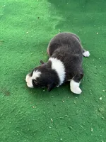 Roscoe, a male Australian Shepherd for sale in Hubbard, IA – 2 of 4