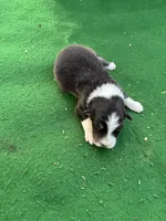 Roscoe, a male Australian Shepherd for sale in Hubbard, IA – 4 of 4