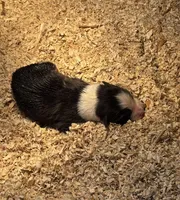 Buddy, a male Australian Shepherd for sale in Hubbard, IA – Photo 2 of 4