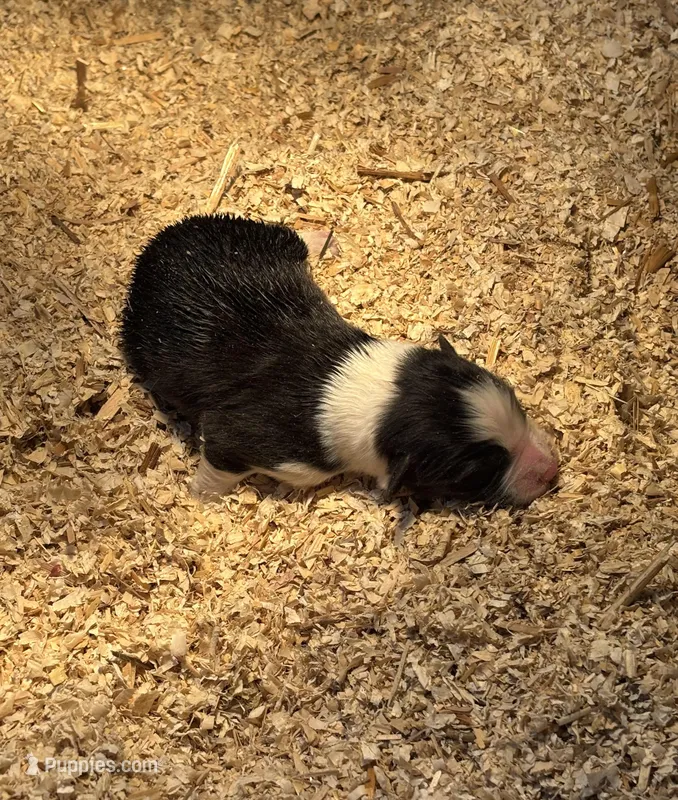 Buddy, a male Australian Shepherd for sale in Hubbard, IA – Photo 1 of 4