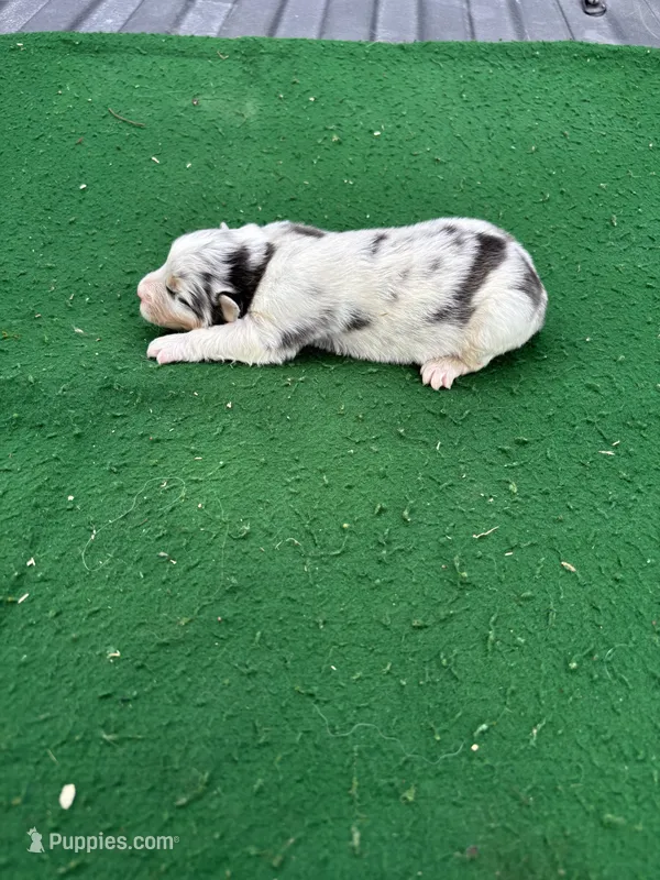 Sissy – Australian Shepherd puppy for sale in Hubbard, IA