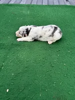 Sissy, a female Australian Shepherd for sale in Hubbard, IA – 1 of 2