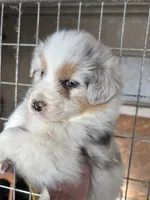 Ollie, a male Australian Shepherd for sale in Hubbard, IA – Photo 4 of 6