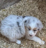 Ollie, a male Australian Shepherd for sale in Hubbard, IA – Photo 3 of 6