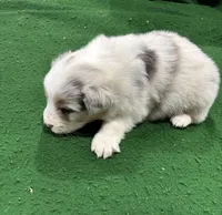 Ollie, a male Australian Shepherd for sale in Hubbard, IA – Photo 2 of 6