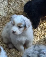Ollie, a male Australian Shepherd for sale in Hubbard, IA – Photo 1 of 6