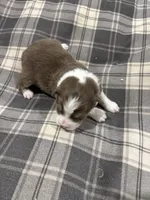 Buddy, a male Australian Shepherd for sale in Hubbard, IA – Photo 4 of 4