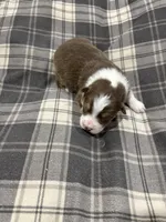Buddy, a male Australian Shepherd for sale in Hubbard, IA – Photo 2 of 4