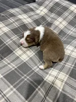Buddy, a male Australian Shepherd for sale in Hubbard, IA – Photo 3 of 4