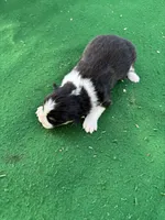 Teddy, a male Australian Shepherd for sale in Hubbard, IA – 2 of 4