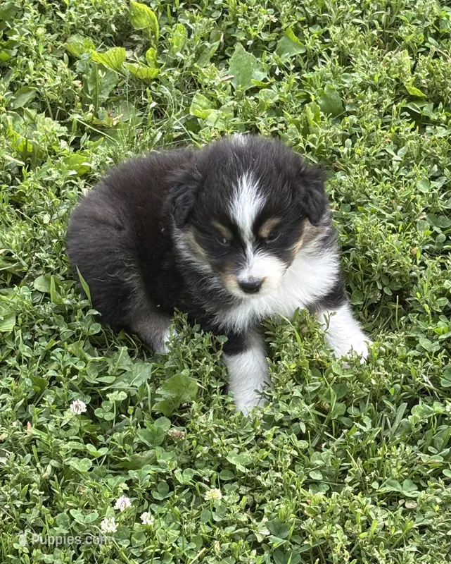 Roscoe – Australian Shepherd puppy for sale in Hubbard, IA