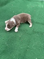 Ginger, a female Australian Shepherd for sale in Hubbard, IA – 3 of 3