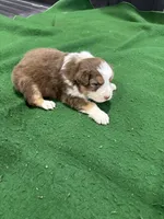 Chester, a male Australian Shepherd for sale in Hubbard, IA – Photo 6 of 6