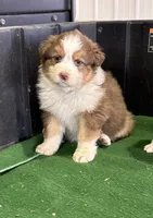 Chester, a male Australian Shepherd for sale in Hubbard, IA – Photo 2 of 6