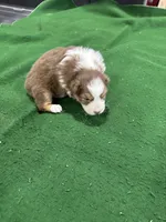Chester, a male Australian Shepherd for sale in Hubbard, IA – Photo 5 of 6