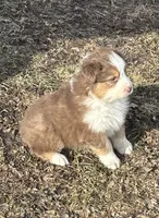 Chester, a male Australian Shepherd for sale in Hubbard, IA – Photo 3 of 6